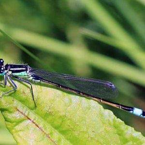 500px-Blue-tailed_damselfly_(Ischnura_elegans)_male_adult