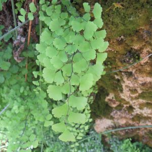 Adiantum_capillus-veneris_2601