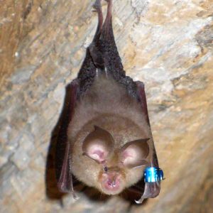Bat(20070605)