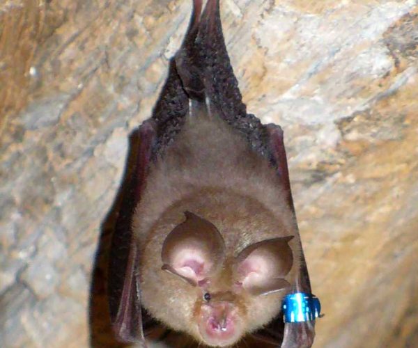 Bat(20070605)