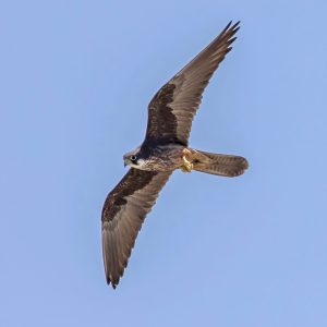 Eleonora's_falcon_(Falco_eleonorae)_in_flight_3