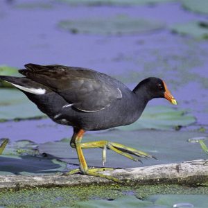 Gallinula_galeata_at_Squaw_Creek_NWR
