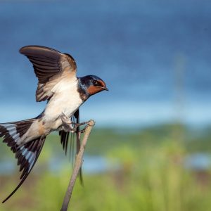 Golondrina_Vincent Van Zalinge
