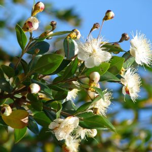 Starr_080304-3229_Myrtus_communis