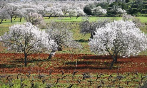 campo
