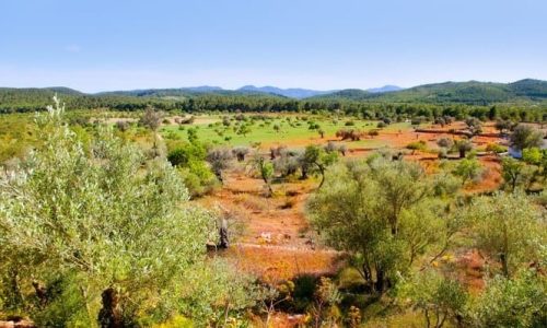 paisaje-isla-ibiza-campos-agricultura_79295-12435