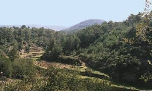 torrente